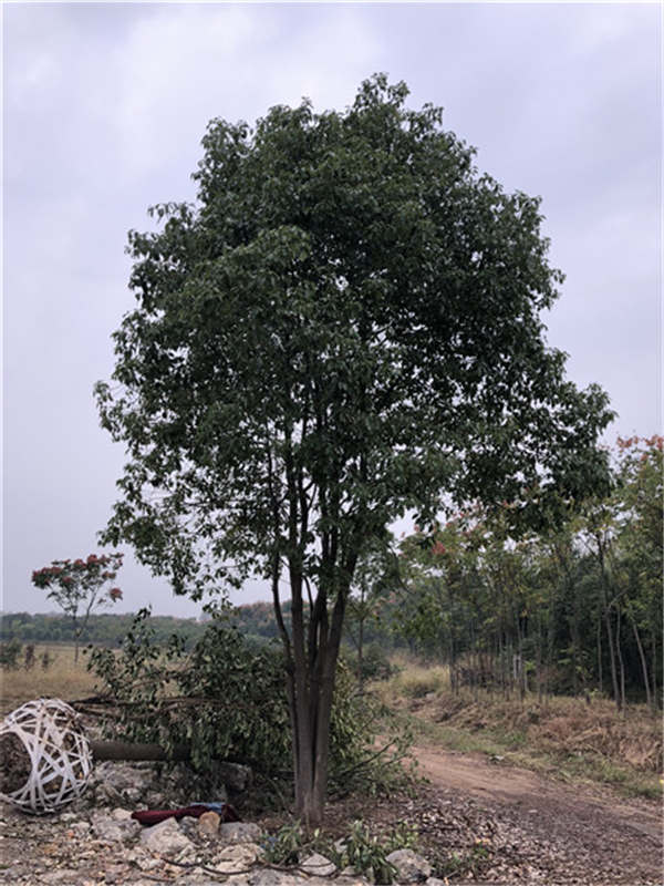 荊州市綠梅園林綠化有限公司