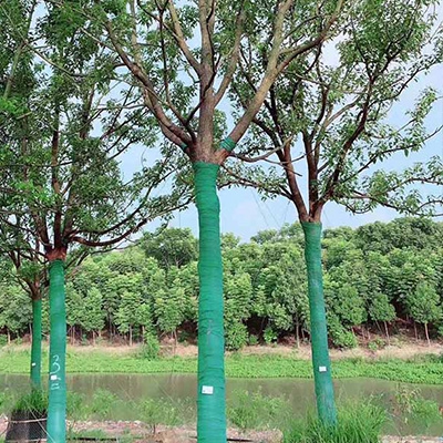 湖北香樟廠家